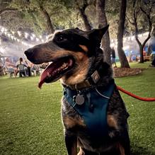 The Good Lot restaurant view 1