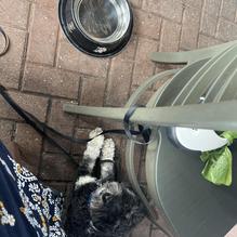 Chicho's Pizza restaurant view 2