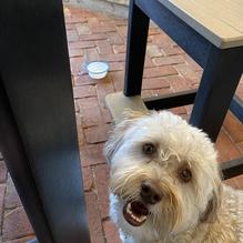 The Sterling Tavern restaurant view 4