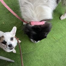 Pickwick's Pub restaurant view 2