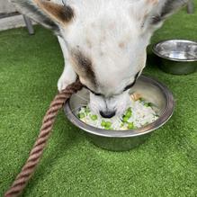 Pickwick's Pub restaurant view 1