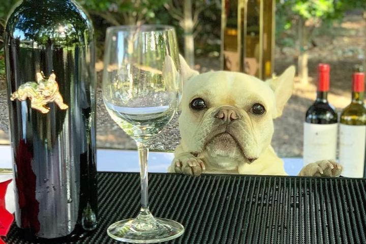 Frenchie poses at dog-friendly winery.