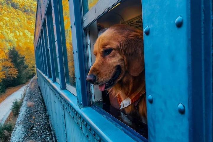 A dog looks out the window of the Lehigh Gorge Scenic Railway train.