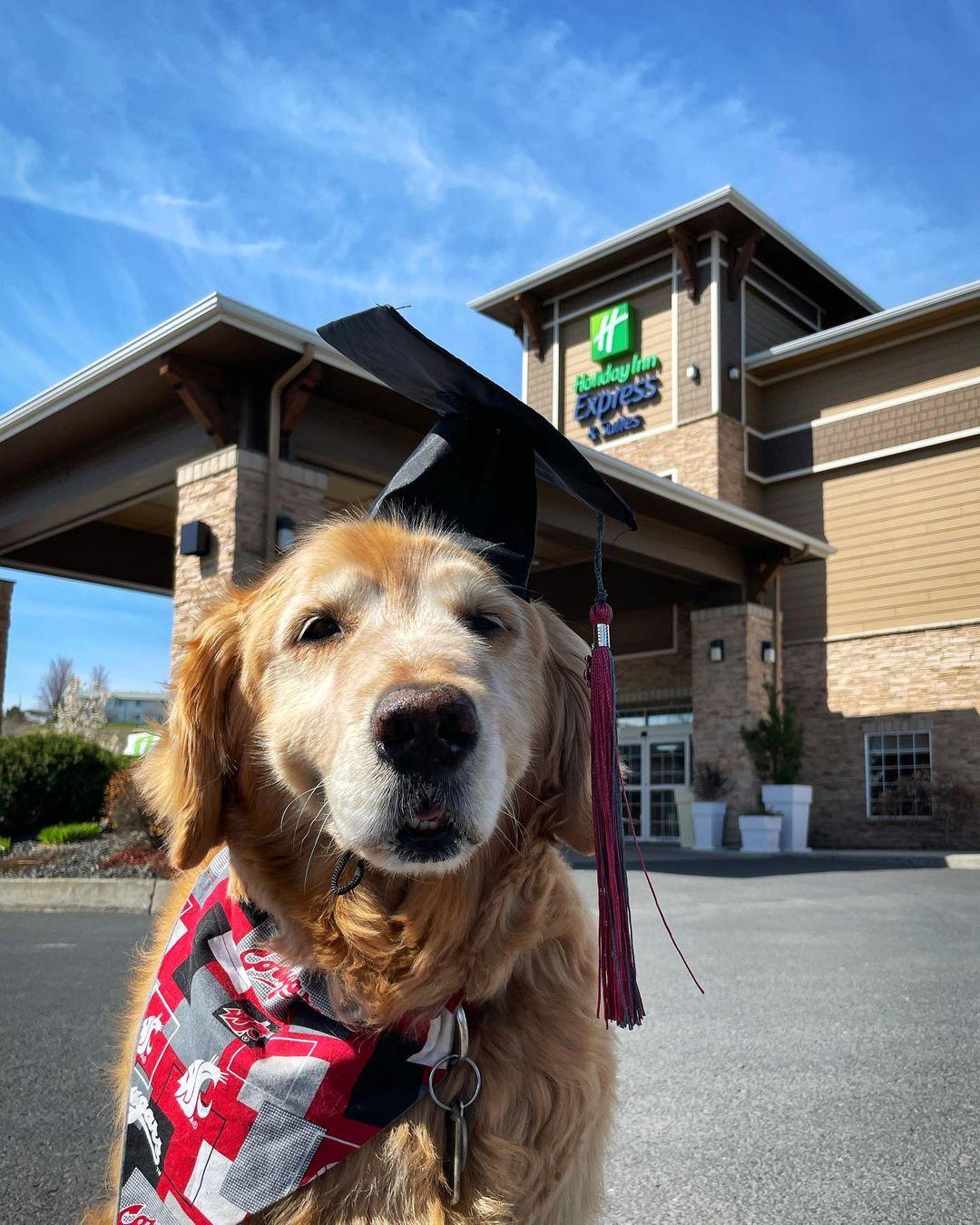 Holiday inn sales express dogs