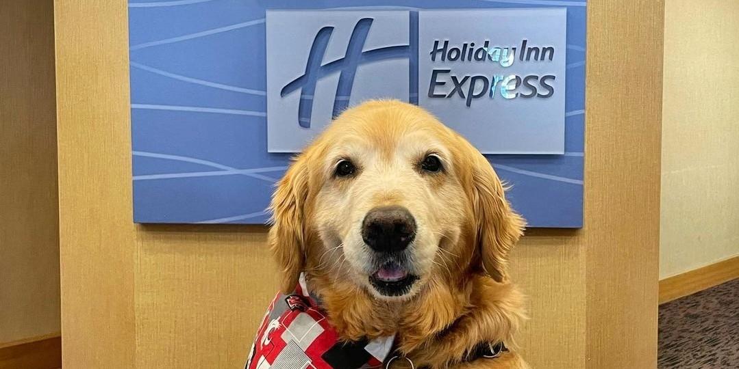 Holiday inn sales express dogs