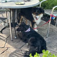 Blue Heron Brewery & Event Center restaurant view 2