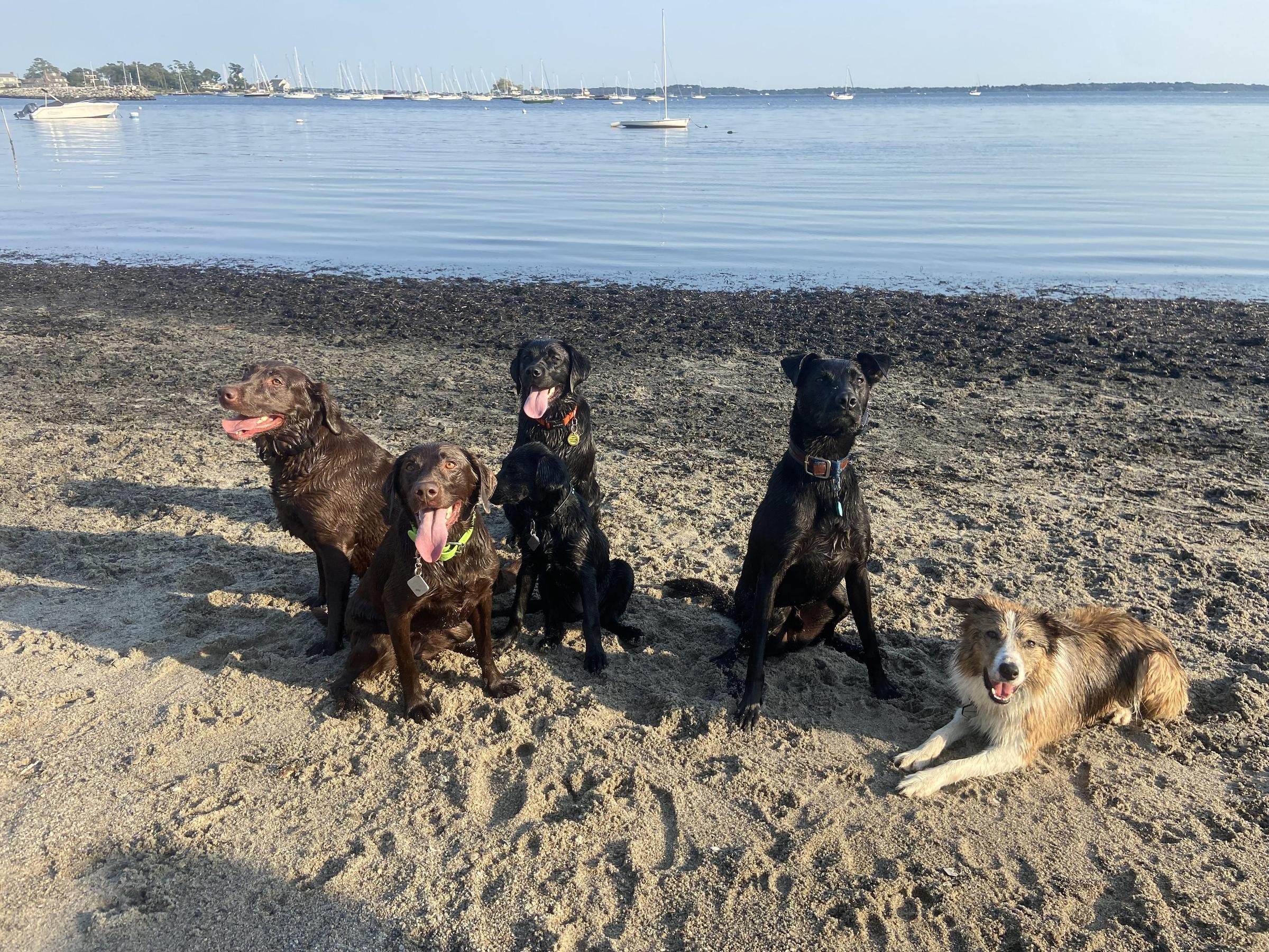 Pet Friendly Esker Point Beach Park