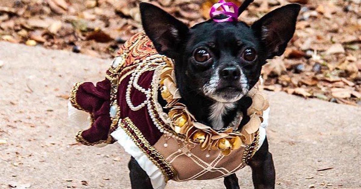 Dog-Friendly Renaissance Festivals
