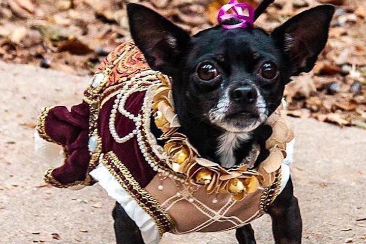 Dog-Friendly Renaissance Festivals