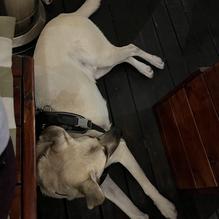 Raglan's Bistro restaurant view 1