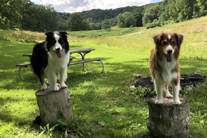 Two dogs on stumps at start of hike.
