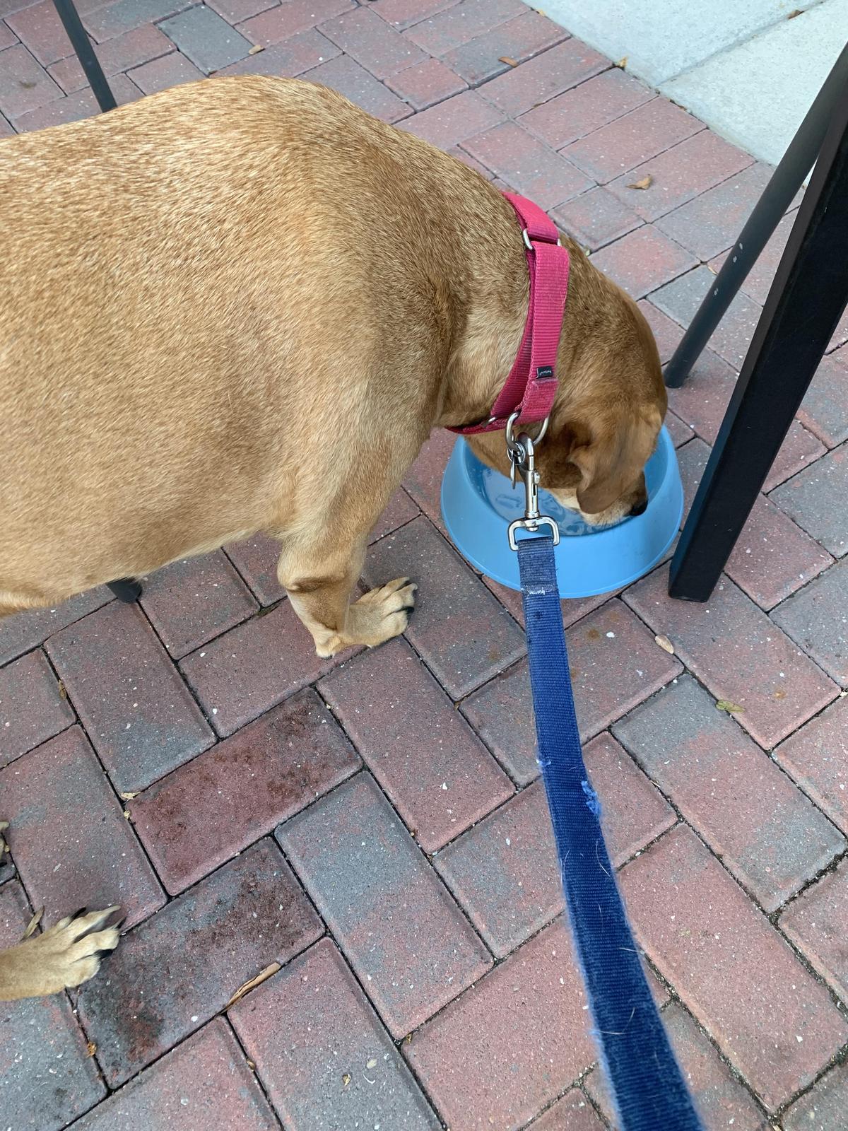Wasserhund Brewing Company restaurant view 4