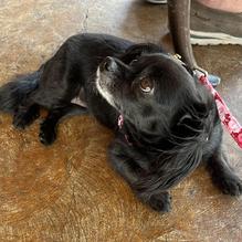 Havana Jack's Oceanside Restaurant and Bar restaurant view 3