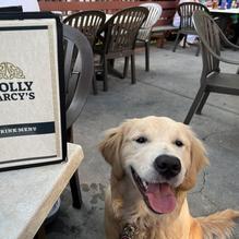 Molly Darcy's restaurant view 1