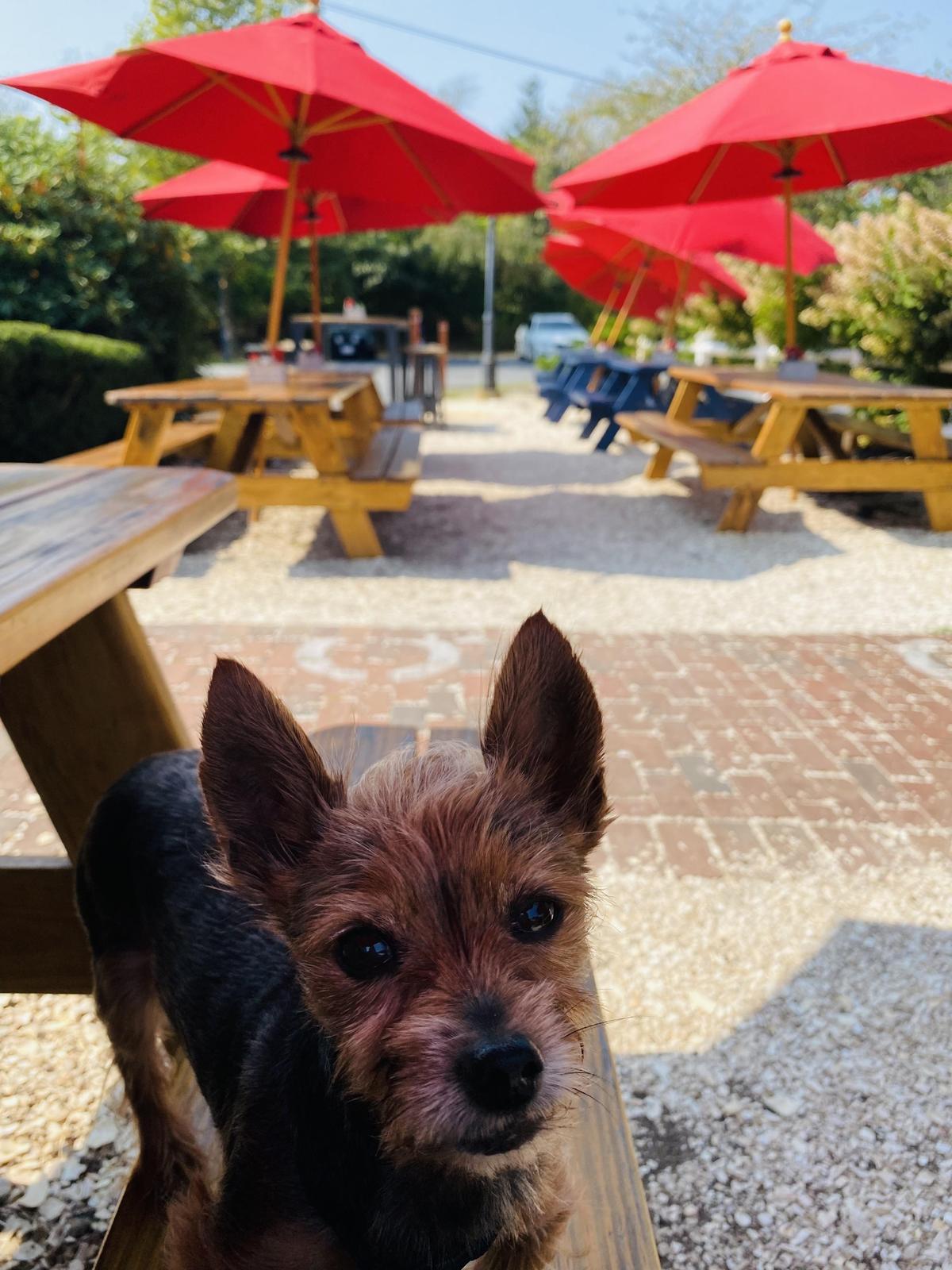 Mac's Chatham Fish & Lobster restaurant view 4