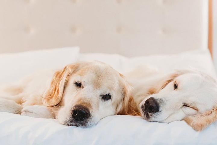 Dogs sleeping on bed at pet-friendly Homewood Suites.