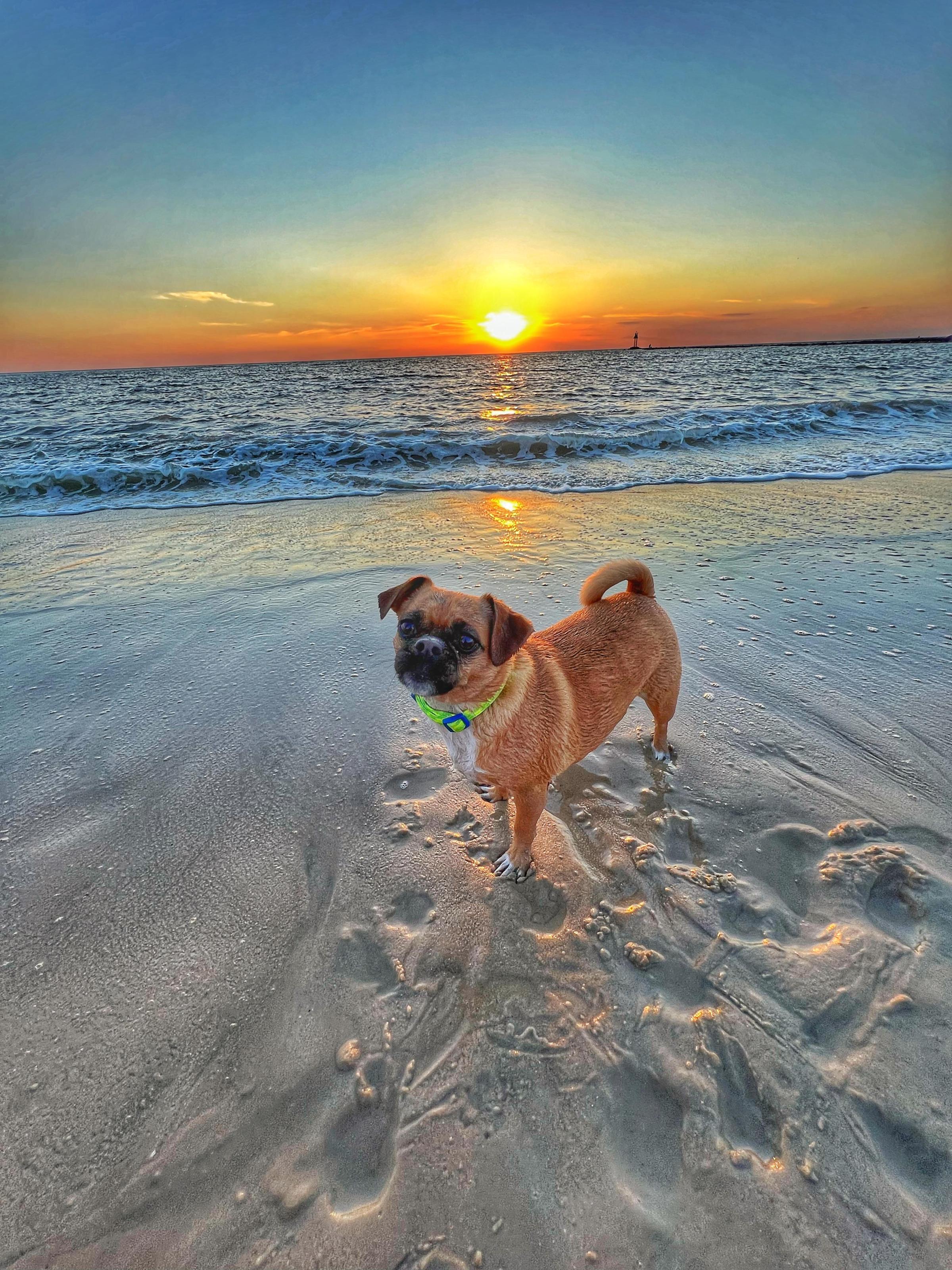 Pet Friendly Sunset Beach