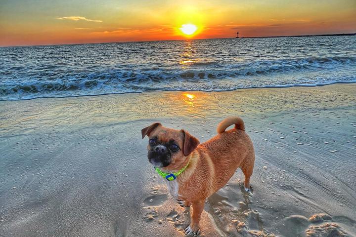 Pet Friendly Sunset Beach