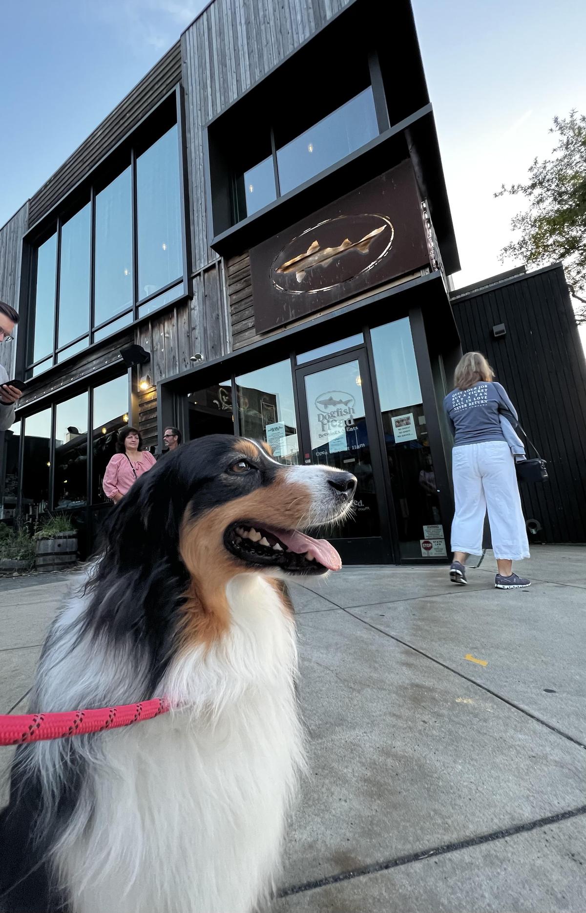 Dogfish Head Brewings & Eats restaurant view 3
