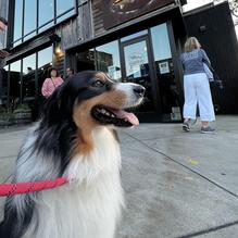 Dogfish Head Brewings & Eats restaurant view 3