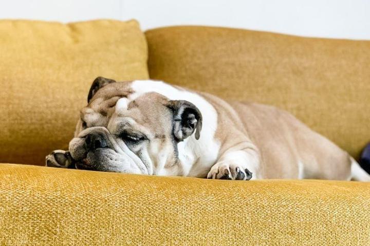 Dog on yellow couch at BentoLiving pet-friendly hotel.