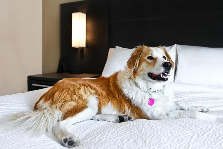 Can I Bring My Dog to Residence Inn by Marriott?