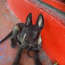 Swingin' Door BBQ restaurant view 1