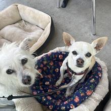 Moo Creamery restaurant view 2