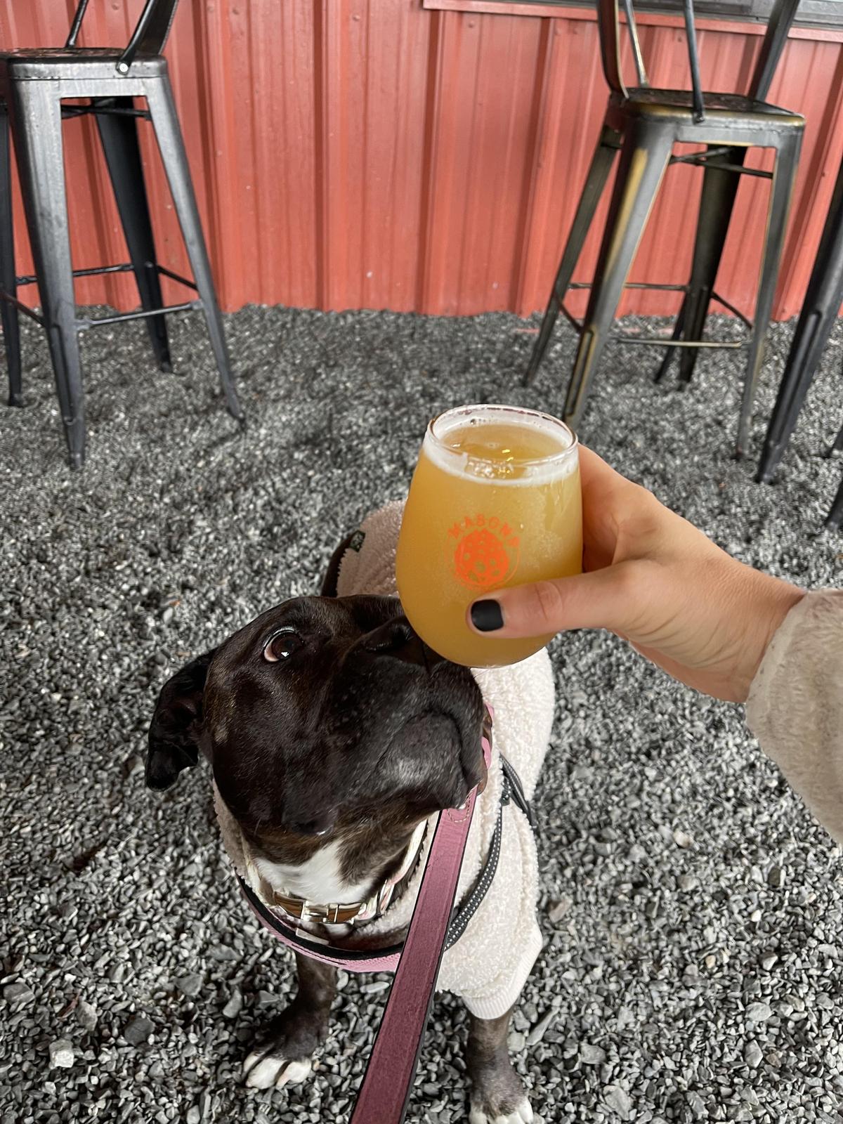 Mason's Brewing Co. restaurant view 5