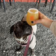 Mason's Brewing Co. restaurant view 5