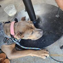 Bad Daddy's Burger Bar restaurant view 1