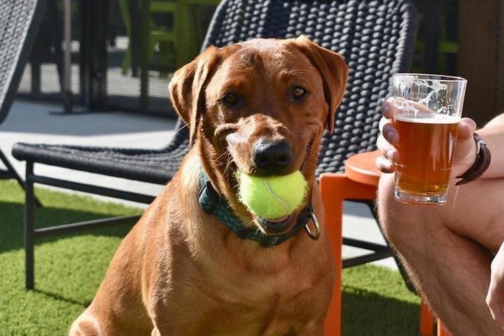 Dog with tennis ball at Paws and Pints in Des Moines, IA.
