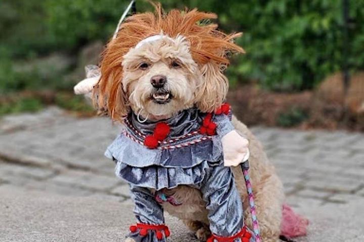 What is Your Dog Dressing Up As This Year?
