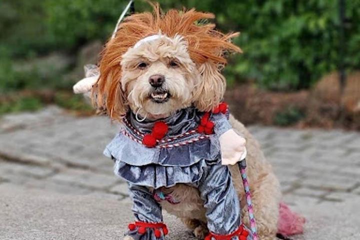 Halloween Dog Costumes