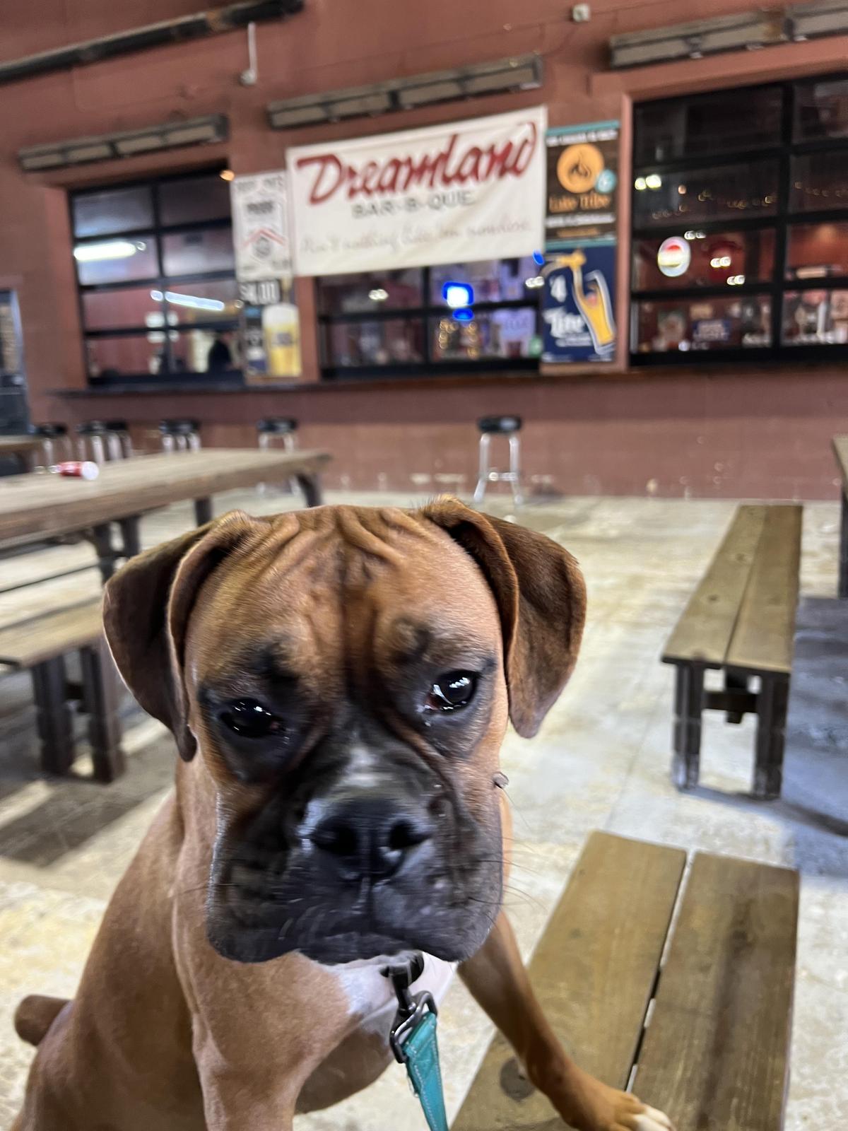 Dreamland Bar-B-Que restaurant view 1