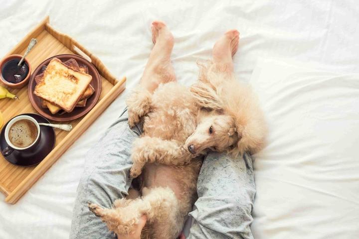 Dog and room service in hotel bed.