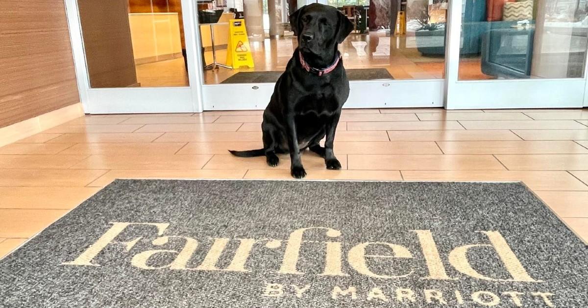 Can I Bring My Dog to Fairfield Inn by Marriott?