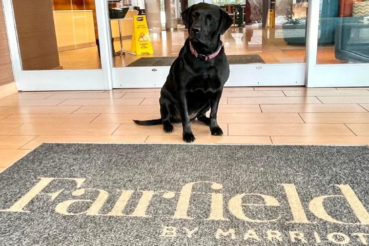 Black dog Ruby is excited for her stay at The Fairfield.