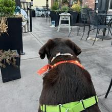 Yaks Shack restaurant view 1