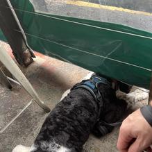 Grain Craft Bar + Kitchen restaurant view 3