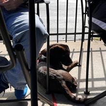 Redwood Diner restaurant view 1