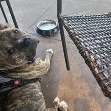 Deano's Pizza restaurant view 1