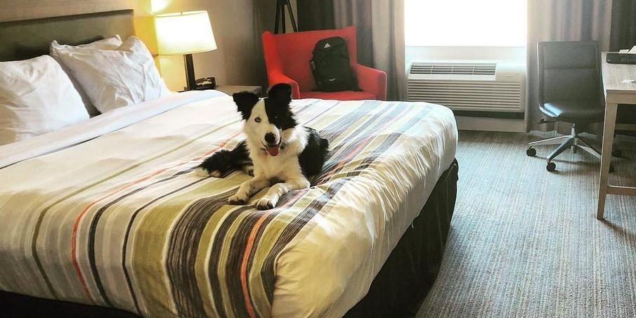 Can I Bring My Dog to Country Inn Suites by Radisson BringFido