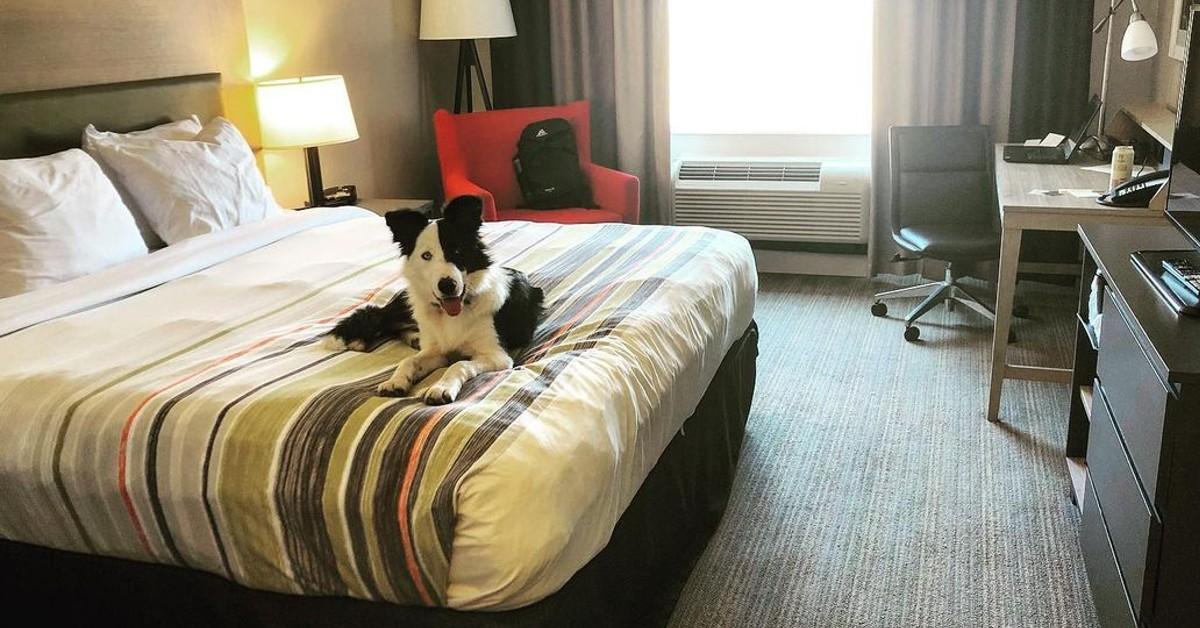 Can I Bring My Dog to Country Inn & Suites by Radisson?