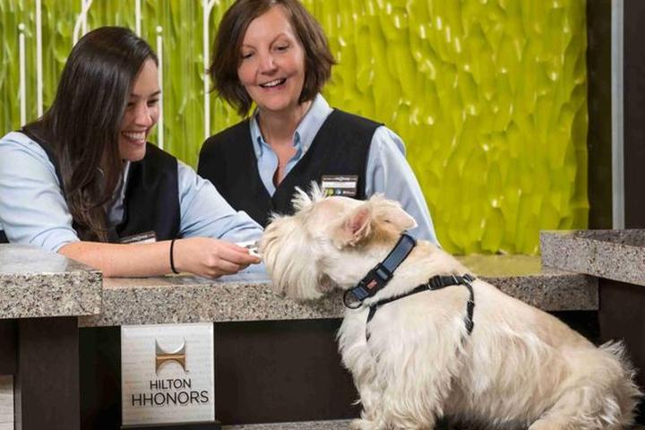 Dog at check in at Hilton Garden Inn Asheville Downtown.