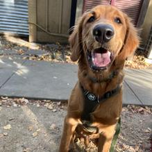 The Shed restaurant view 1