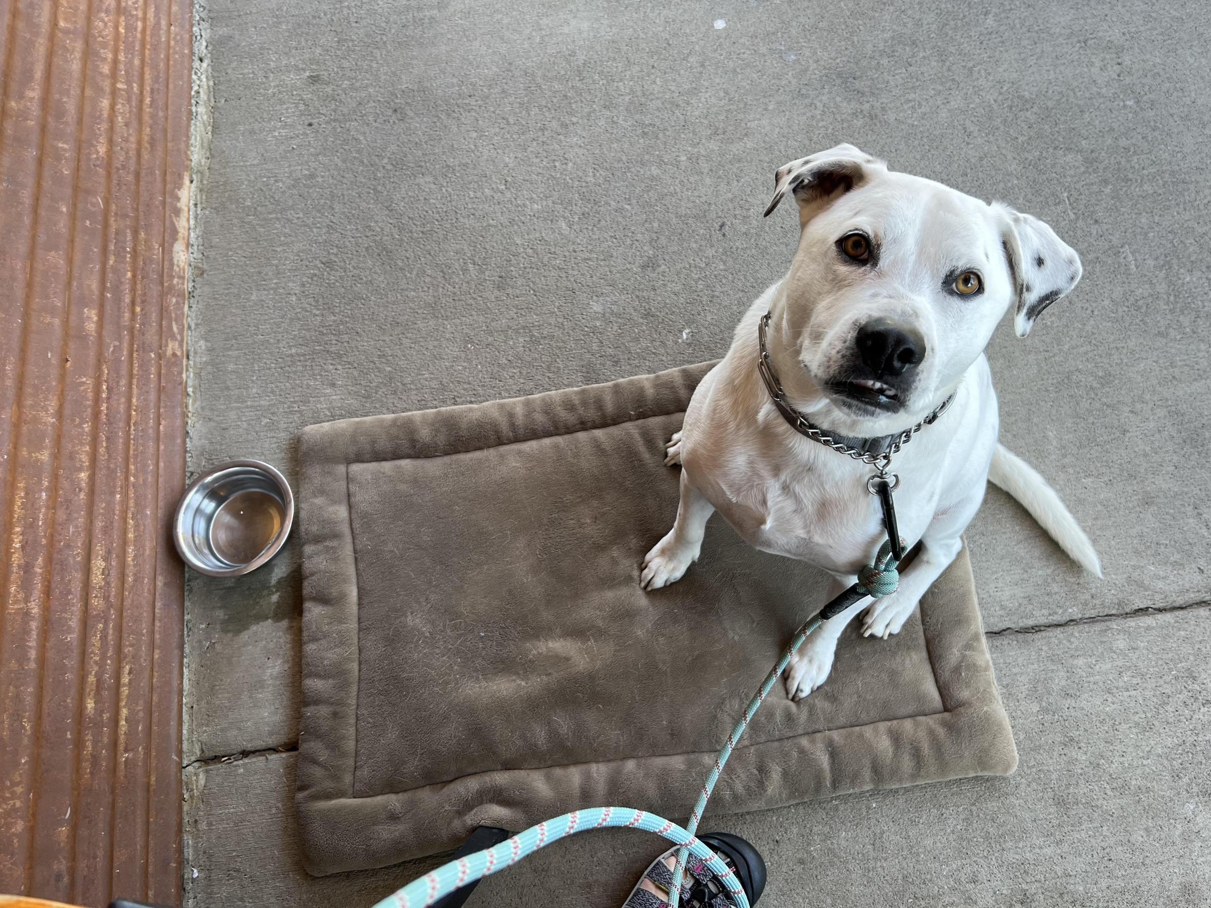 Pet Friendly Cornerstone Italian Kitchen