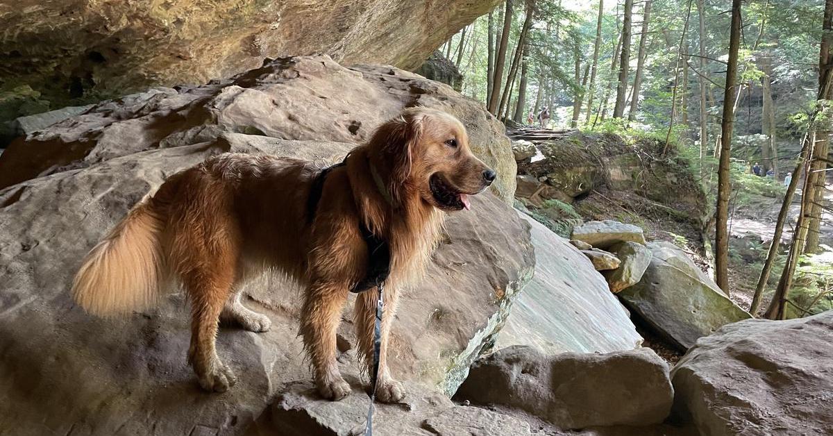 A dog hikes through pet-friendly Hocking Hills State Park