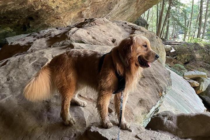 A dog hikes through pet-friendly Hocking Hills State Park