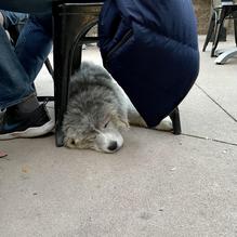 Copper Boar American Pub restaurant view 3